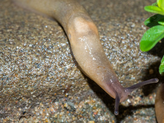 macro photo of small garden pest slug eating green grass leaves
