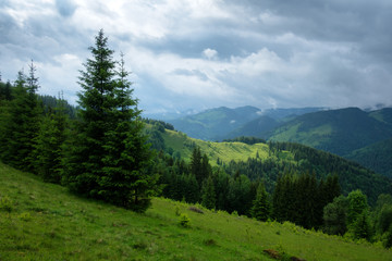 Fototapeta na wymiar Picturesque summer landscape in foggy day in Carpathian mountains. Lush green forest from pine tree on backgound. Travel background concept