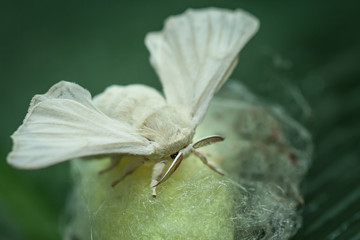 Seidenspinner (bombyx mori) auf dem Kokon sitzend