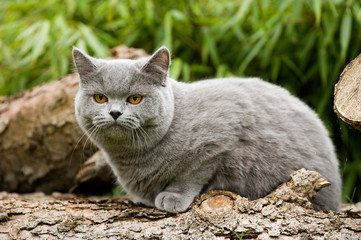 Britisch Kurzhaar Kater liegt auf einem Baumstamm