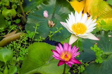lotus blossoms or water lily