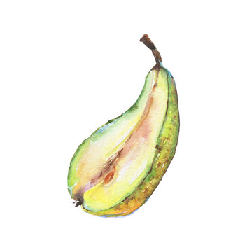 Hand drawn green half of pear. Watercolor fresh fruit on white background. Painting isolated illustration