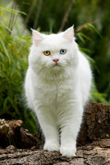 Britisch Langhaar Katze im Garten