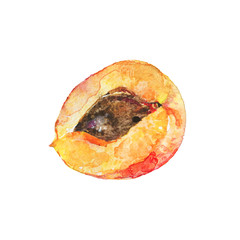 Watercolor half of apricot. Hand drawn ripe fruit on white background. Painting food illustration