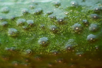 green cucumber. macro 