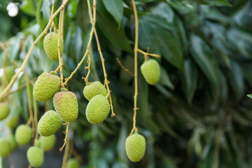 Unripe green lychee hanging from a lychee tree. Fresh green lychee fruits grow on tree
