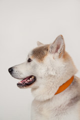 Akita inu close up. Akita ken or japanese akita. Pet animals.