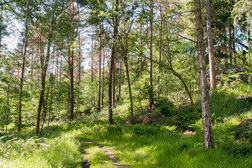 Waldweg an sonnigem Tag mit Birken und blühenden und grünen Büschen.
