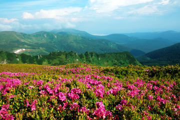 Obraz premium Magiczne różowe kwiaty rododendronów na letniej górze. Dramatyczne niebo i kolorowy zachód słońca. Grzbiet Czarnohora, Karpaty, Ukraina, Europa.