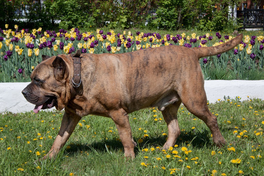 Canary mastiff is walking on a green meadow. Canarian molosser or dogo canario.