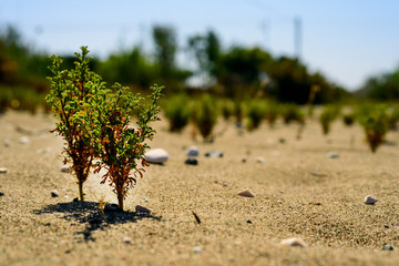 Green sprouts of young trees under the scorching sun in the sand, the concept of durability,...