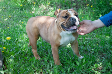 Fototapeta premium English bulldog is standing on a green meadow with dandelion flowers.