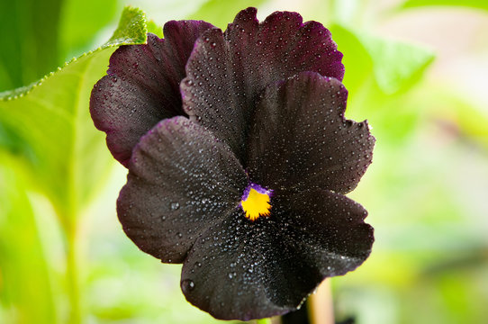 Viola del pensiero nera con rugiada