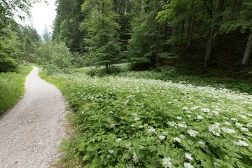 Bärenklau
