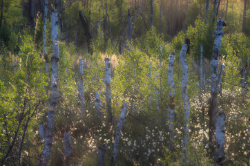 Na skraju lasu © Tomek Kiecana