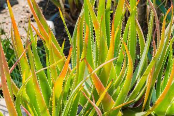 Aloe succotrina