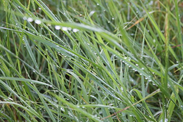 Gras mit Wassertropfen