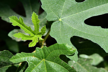 Ficus carica leaves