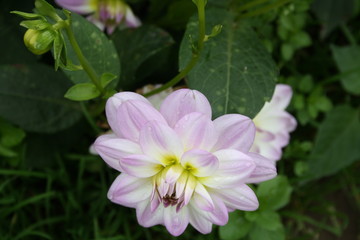 Obraz premium Blüte hell rosa