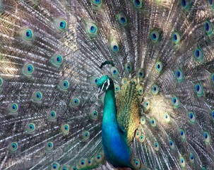 Obraz premium Il fascino del pavone