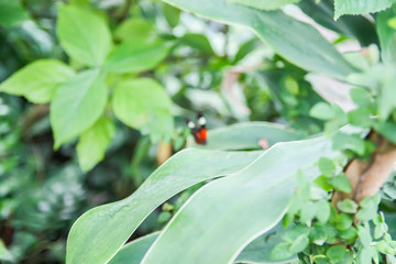 Tropical leaves background