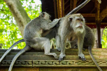 Funny monkey family witrh alpha male in Monkey Fores, Ubud, Bali, Indonesia
