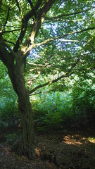 Fototapeta premium green tree sunshine