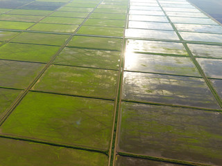 The rice fields are flooded with water. Flooded rice paddies. Agronomic methods of growing rice in the fields.