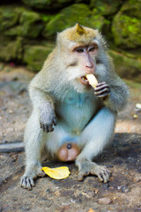 Macaque monkey eating a banana in Monkey Forest, Ubud, Bali, Indonesia