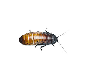 Madagascar hissing Cockroach (Gromphadorhina portentosa)