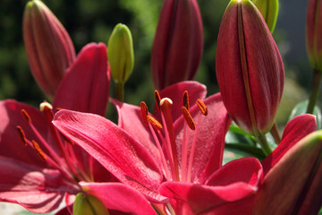Red lilies - Stockphoto
