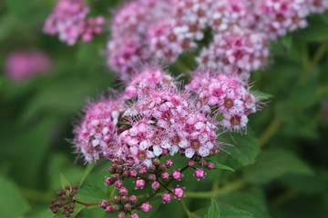Pink flowers blooms 
