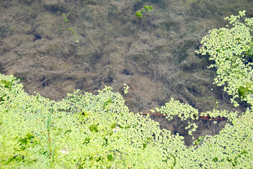 CHARCAS CON LENTEJAS DE AGUA