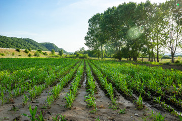 Fototapeta na wymiar Green field with young corn