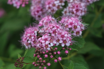 Obraz premium Pink flowers blooms 