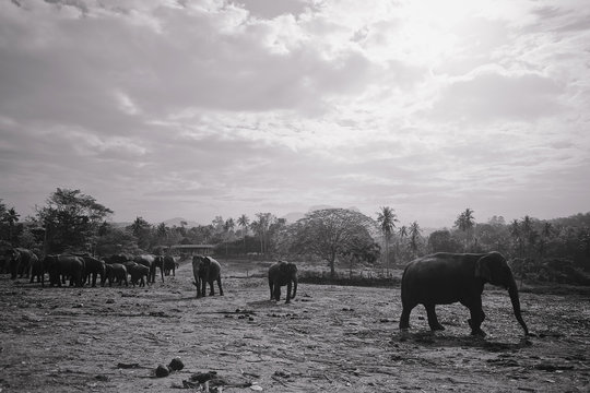 A herd of Indian elephants in a pasture in Sri Lanka. Black and white photo. In the background is a palm grove.