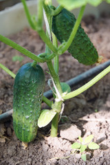 Obraz premium Stem of cucumber with several vegetables growing