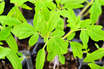 Green tomato seedling
