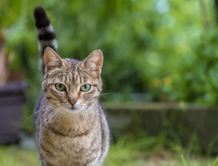 Portrait of beauty wild cat with green eyes in the garden