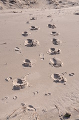 Spuren im Sand