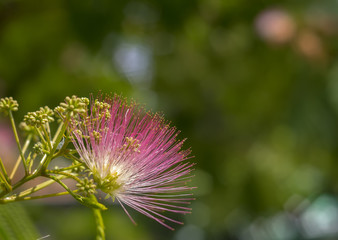 Image of cute fluffy blooming pink flower on. Albizia julibrissin Persian silk tree, pink silk tree. Amazing bright Tropical flowers
