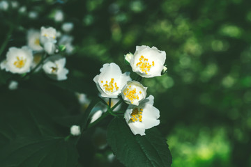 White jasmine flower summer flowerbed background