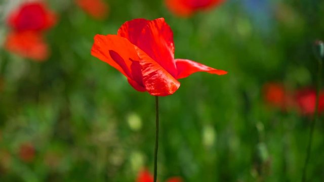 Lonely poppy.Lonely and unrepeatable.A bright red poppy, attracts bees.In the garden blossom poppies.A delicate flower.The bright rays of the sun illuminate the gentle, charming God's creation.