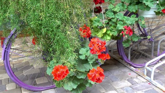 Old bicycle with pots of flowers, like decoration on the street. HD video