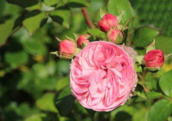 rosa Strauchrose mit Knospen