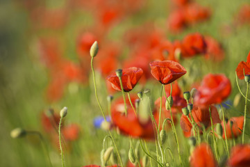 Beautiful poppies blooming in the summer field in Poland.