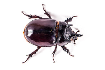Ox beetle - Strategus aloeus, a species of rhinoceros beetle isolated on white background