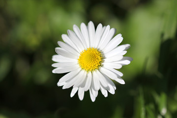 a beautiful close up picture of a daisy