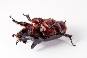 Ox beetle - Strategus aloeus, a species of rhinoceros beetle isolated on white background © Moab Republic