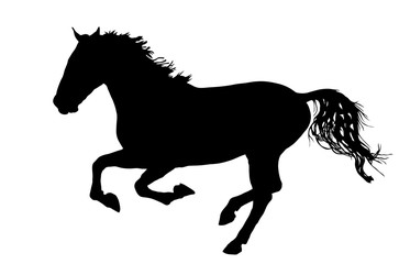 Fototapeta na wymiar Elegant horse in gallop, vector silhouette illustration. Horse race, isolated on white background. 